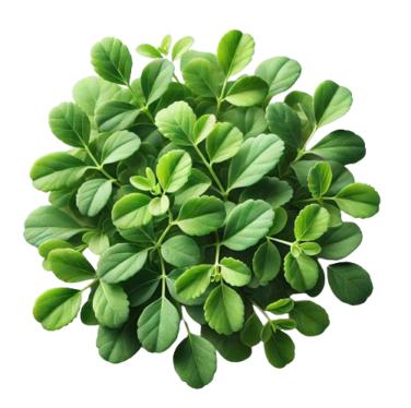 Fenugreek