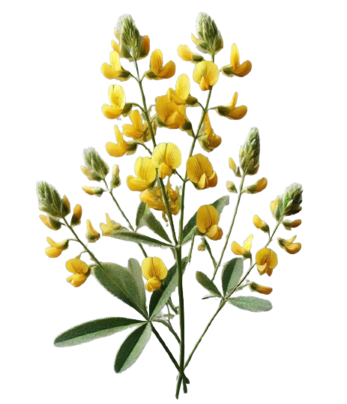 Melilotus Officinalis