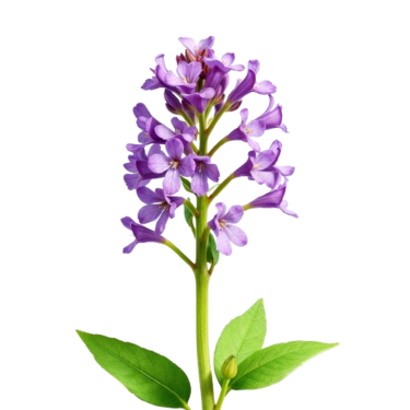 Scutellaria Baicalensis