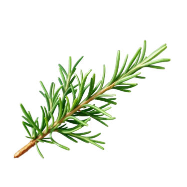 Rosemary